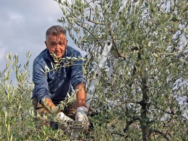 Oliwa bianchi